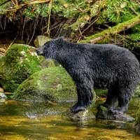 Ours noir