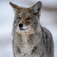 Coyotte