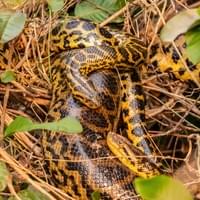Anaconda