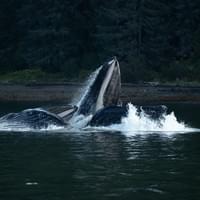 Baleine à bosse