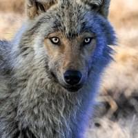Loup Gris