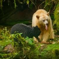 Femelle Kermode avec Ourson