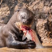 Loutre