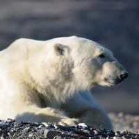 Ours polaire