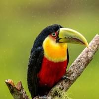 Aracari