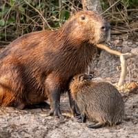 Capivara