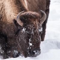 Bison