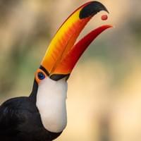 Toucan Toco
