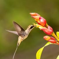Colibri