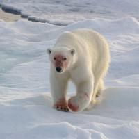 Ours polaire