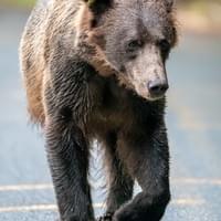 Femelle Grizzli