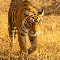 Tigre
