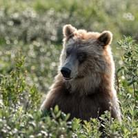 Grizzli