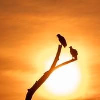 Oiseaux en ombre chinoise