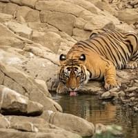 Tigre