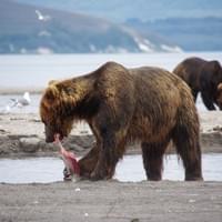 Ours