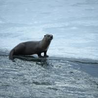 Loutre