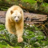 Ours Kermode