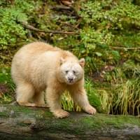 Ours Kermode