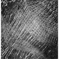 VEIL
