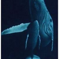 HUMPBACKS