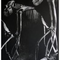 GORILLA BONES