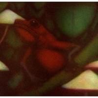 STRAWBERRY POISON FROG