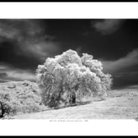 OAK TREE (#2), MT. DIABLO