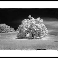 OAK TREE, MT. DIABLO