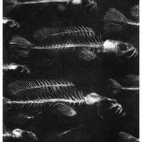 SKELETON FISH