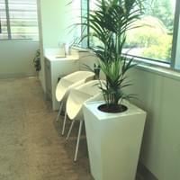 Kentia Palm in White Wedge