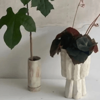 Pot and Plant 7 - 21 Feb 26