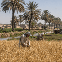 Iraq's Agricultural Sector