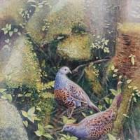 霧中迴聲 Mistborne Echoes