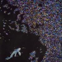 2025流彩幻境 Prismatic Reverie 