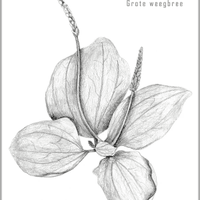 Grafiet tekening Grote Weegbree door Arija Jansen in haar nature journal