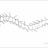 duizenpoot natuurtekening in grafiet door Arija Jansen in haar nature journal 