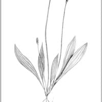 Grafiet tekening van de Smalle Weegbree door Arija Jansen in haar nature journal