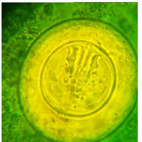 H. nana
