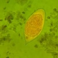 S. haematobium (cabo verde)