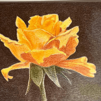 Rose for Mother (2026)