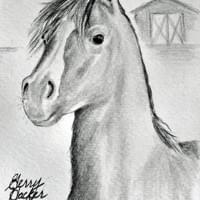 Curious Pony (2026)