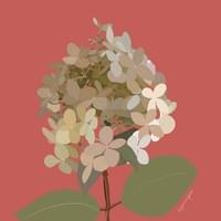 Hydrangea
