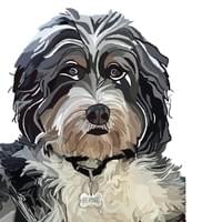 Bernie the Bernedoodle