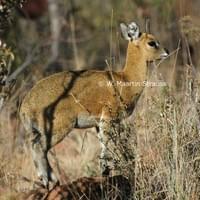 Klipspringer (Oreotragus oreotragus)