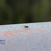 Itsy Bitsy Spider
