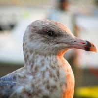 Gull Profile