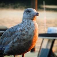Gull