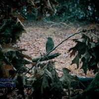 Bird of My Paradise