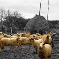 Sheep by Krivače.  Summer 2013 (Photo by Emil Podrug)